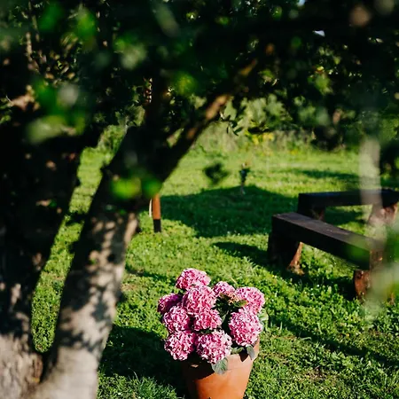Tenuta Le Tre Rose Bed & Breakfast Vibonati